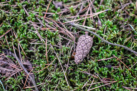 草、颠簸和青苔的背景