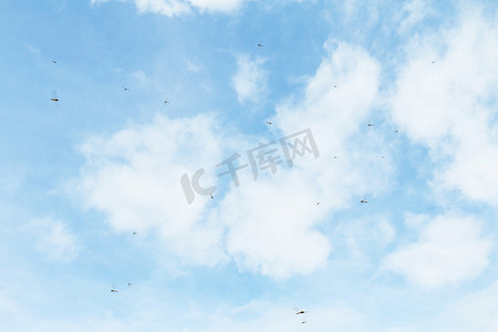 蜻蜓在美丽晴朗的天空背景下飞翔