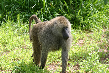 野生猴子摄影照片_野生猴子非洲领域哺乳动物动物
