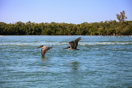 褐鹈鹕 Pelecanus occidentalis 飞越德尔的海洋