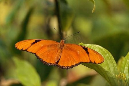 称为 Dryas Julia 的橙色朱莉娅蝴蝶
