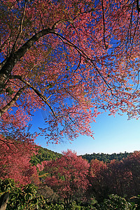 粉色花樱花摄影照片_泰国山上的樱花粉色花，樱花