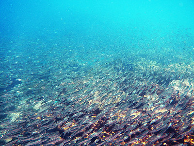 一群鱼在海底