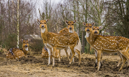一群雌性轴心鹿，梅花鹿家族站在一起，来自印度和美国