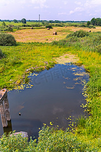 一个小池塘，在夏日的阳光下，长满了许多绿色植被