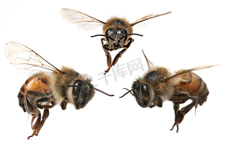 北美蜜蜂的 3 个不同角度