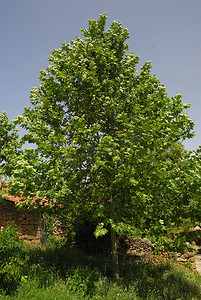 Platanus acerifolia，过敏原植物