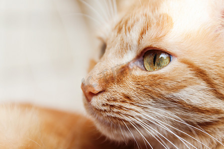 嗨猫摄影照片_一只红猫，头像大头像，在阳光下眯着眼睛，嗨