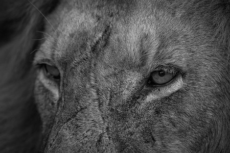 克鲁格的黑白狮子眼睛特写。