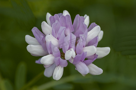 索非亚草甸上的一簇冠紫云英、紫花苜蓿或小冠花野花
