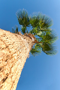 在蓝天背景的棕榈树，从下面看