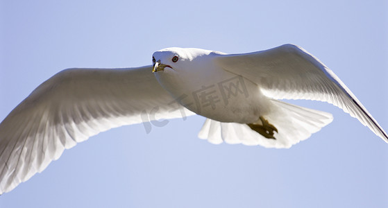 一张张开翅膀的飞鸥的非常漂亮的孤立照片