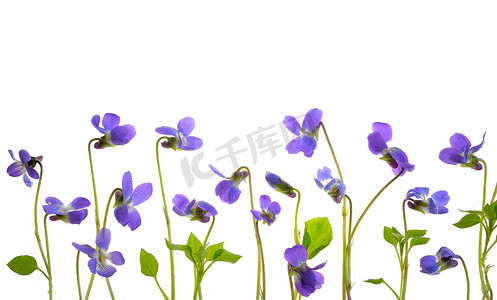 紫花堇菜花