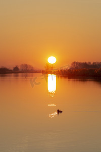 鸭子游泳和穿过有太阳反射的镇静水道