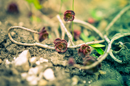 吐鲁番西红柿摄影照片_以虎耳草为基础的绿红多肉花卉点缀