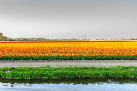 荷兰郁金香田的水景
