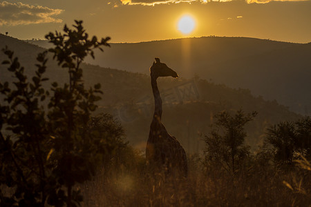 早晨阳光下的长颈鹿