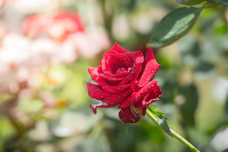 粉色玫瑰花瓣摄影照片_花园里的玫瑰