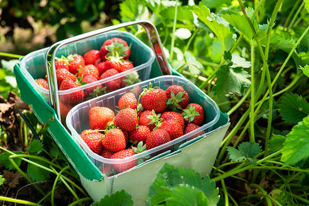 一盒新鲜采摘的草莓