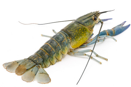 蓝色小龙虾摄影照片_在白色背景上的小龙虾或淡水龙虾。