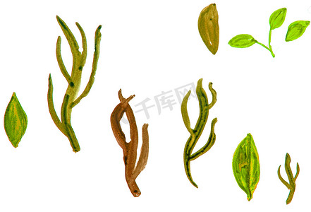 写意树枝摄影照片_植物元素的水彩插图集-绿草植物、叶子、树枝通过白色背景上的剪裁隔离