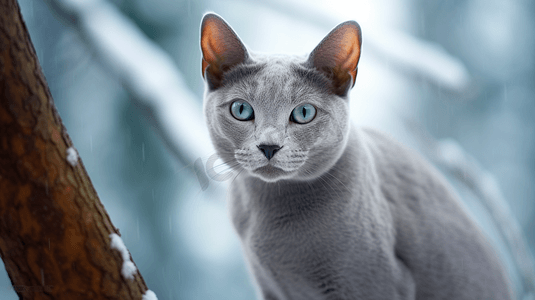 俄罗斯蓝眼睛蓝猫