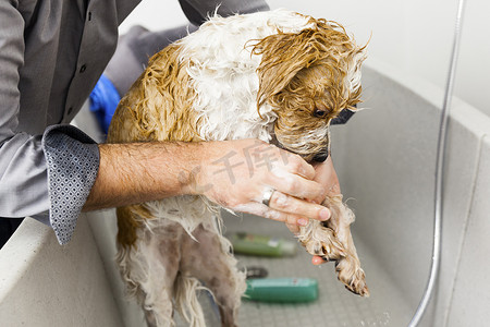 给一只可爱的狗洗澡