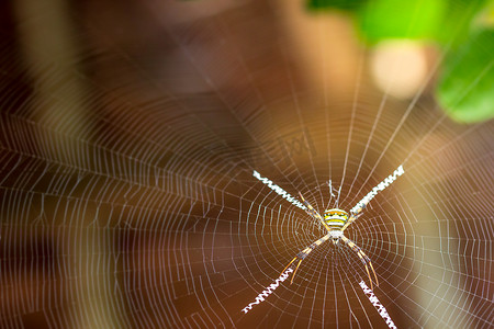 圣安德鲁斯在蜘蛛网和早晨的阳光下交叉蜘蛛。