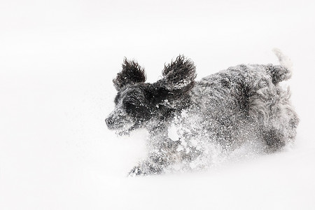 英国可卡犬狗在雪地里玩耍