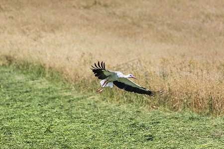 一只鹳在波兰苏瓦基景观公园飞行。