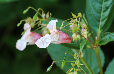 插画丹顶鹤摄影照片_凤仙花 (Impatiens glandulifera) 花，常用名警察头盔、鲍比上衣、铜上衣、侏儒帽架和喜马拉雅香脂