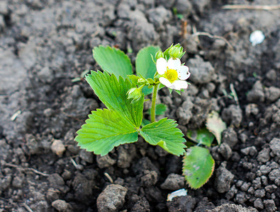 开花的草莓种植在新鲜的土地上，明年会结出果实。