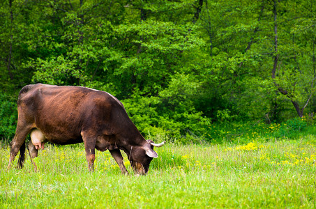 牛在森林附近的草地上吃草