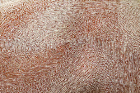 在动物的皮肤上打旋毛发。