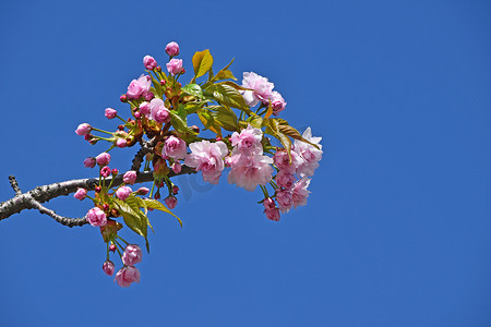 粉红色的樱花在清澈的蓝天上