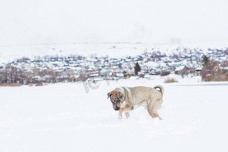 雪地里玩耍摄影照片_狗在雪地里玩耍