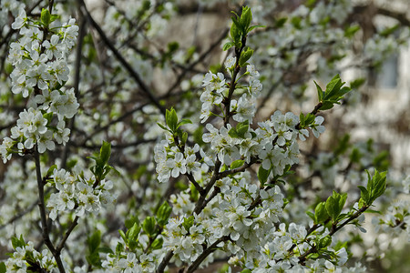 李树摄影照片_公园里李树或李花的新花枝