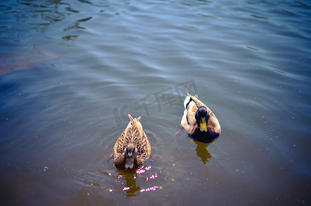 两只野鸭在河里或湖里游泳