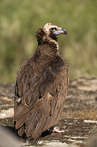 Cinereous (Eurasian Black) 秃鹫 (Aegypius monachus), Full Len