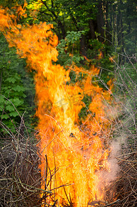 明亮的大篝火同时焚烧大量垃圾树枝