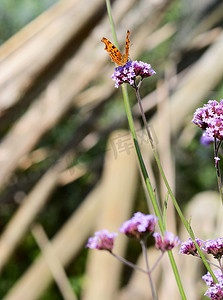 紫色马鞭草花长茎上的逗号蝴蝶