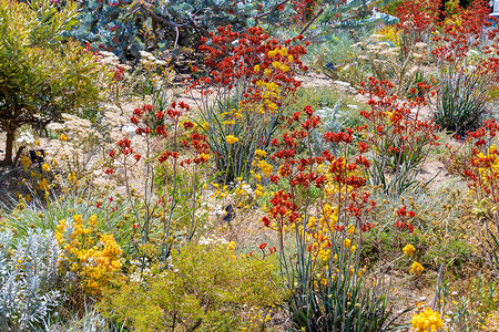 珀斯植物园五颜六色的鲜花及其西澳大利亚的收藏