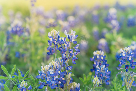 德克萨斯州达拉斯附近春季盛开的矢车菊野花