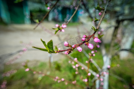 桃花粉红色的花朵