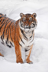 高端大气天猫摄影照片_冬雪中西伯利亚虎的特写