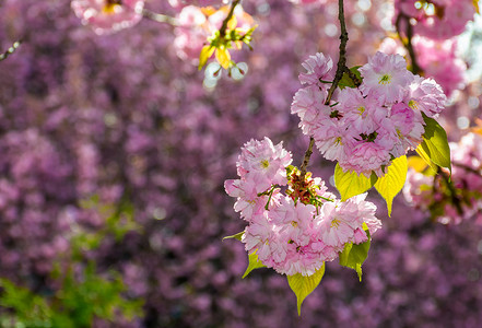 樱花树枝的粉红色花朵