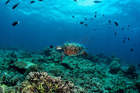 在珊瑚礁西巴丹岛沙巴婆罗洲的绿海龟