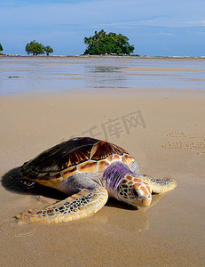 小岛海滩摄影照片_海边沙滩上的海龟，有漂亮的小岛