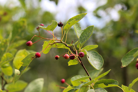 Amelanchier ovalis 浆果，俗称雪梅斯皮卢斯