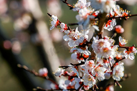 杏花瓣摄影照片_在春天的杏树花。